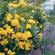 Yellow Simplicity Hedge Rose Alternate Image 2