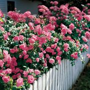 Simplicity Hedge Rose Thumb