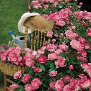 Simplicity Hedge Rose Alternate Image 3