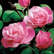 Simplicity Hedge Rose Alternate Image 4