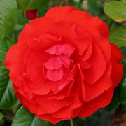 Light My Fire&trade; Floribunda Rose Alternate Image 2