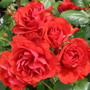 Light My Fire&trade; Floribunda Rose Alternate Image 3