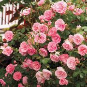 The Fairy Shrub Rose Thumb