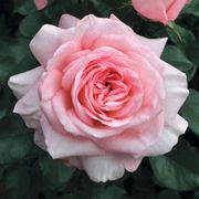 Savannah&trade; Sunbelt&reg; Hybrid Tea Rose Thumb