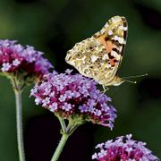 Lollipop Verbena Alternate Image 2