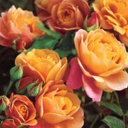 Disneyland Floribunda Rose Thumb