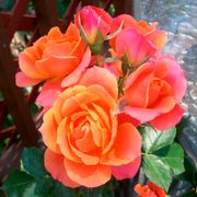 Disneyland Floribunda Rose Alternate Image 1