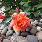 Disneyland Floribunda Rose Alternate Image 5