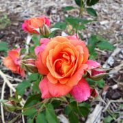 Disneyland Floribunda Rose Alternate Image 7