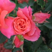 Disneyland Floribunda Rose Alternate Image 8