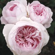 Earth Angel&trade; Parfuma&reg; Floribunda Rose Thumb