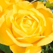 Walking on Sunshine Floribunda Rose Alternate Image 3