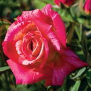 Hypnotized! Hybrid Tea Rose Thumb