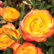 Summer Surprise Hybrid Tea Rose Alternate Image 3