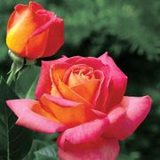 Summer Nights Hybrid Tea Rose Thumb