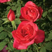 Astounding Glory Hybrid Tea Rose Alternate Image 1