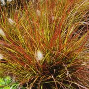 Burgundy Bunny Fountain Grass Alternate Image 5