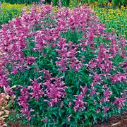 Agastache 'Rosie Posie' Hyssop Alternate Image 1