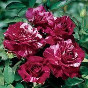 Rosa Purple Tiger Floribunda Rose Thumb
