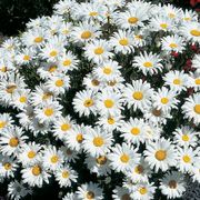 Leucanthemum 'Snow Cap' Thumb