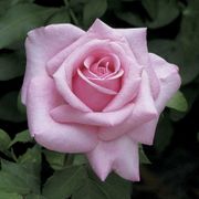 Belinda's Dream Shrub Rose Alternate Image 1