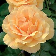 Easy Going&trade; Floribunda Rose Thumb