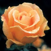 Easy Going&trade; Floribunda Rose Alternate Image 2