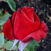 Olympiad Hybrid Tea Rose Alternate Image 2