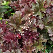 Heuchera 'Palace Purple' Alternate Image 2