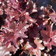 Heuchera 'Palace Purple' Alternate Image 3