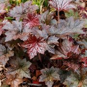Heuchera 'Palace Purple' Alternate Image 4