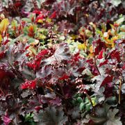 Heuchera 'Palace Purple' Alternate Image 5