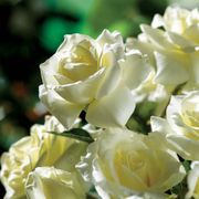 Moondance Floribunda Rose Alternate Image 3