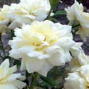 Moondance Floribunda Rose Alternate Image 4