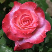 Brigadoon Hybrid Tea Rose Alternate Image 1