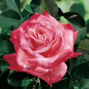 Brigadoon Hybrid Tea Rose Alternate Image 3