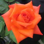 Wildfire Hybrid Tea Rose Alternate Image 2