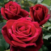 Mister Lincoln 36-inch Tree Rose Thumb