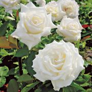 Pope John Paul II Hybrid Tea Rose Thumb