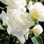Pope John Paul II Hybrid Tea Rose Alternate Image 2