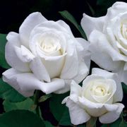 Pope John Paul II Hybrid Tea Rose Alternate Image 3
