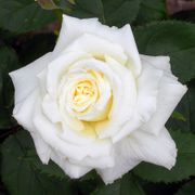 Pope John Paul II Hybrid Tea Rose Alternate Image 4