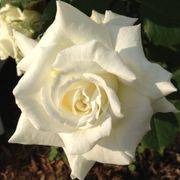 Pope John Paul II Hybrid Tea Rose Alternate Image 5