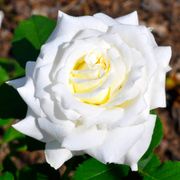 Pope John Paul II Hybrid Tea Rose Alternate Image 6