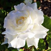 Pope John Paul II Hybrid Tea Rose Alternate Image 7