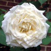 Pope John Paul II Hybrid Tea Rose Alternate Image 8