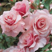 Our Lady of Guadalupe Floribunda Rose Thumb