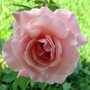 Our Lady of Guadalupe Floribunda Rose Alternate Image 2