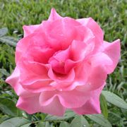 Our Lady of Guadalupe Floribunda Rose Alternate Image 3