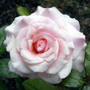 Our Lady of Guadalupe Floribunda Rose Alternate Image 4